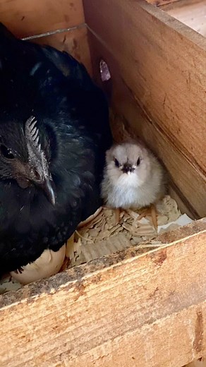 14K views · 1.9K reactions | the little face the little peeps the best surprise 梁#babychicks #chickenlife #crazychickenlady #broody #hen #ayamcemani #chickens #backyardchickens #chickensofinstagram #chickenhappyhour | Chicken Happy Hour | Facebook