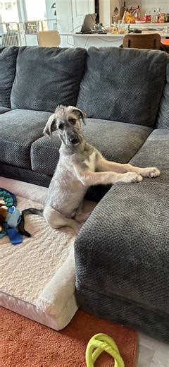 Ferocious Baby Buffalo: Pouncing Skills