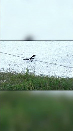 Cats vs Magpies – The Feud You Didn't Know Existed!