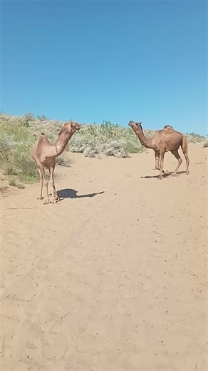 #camels #animals #fyp #desert