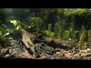 #BADC2018 / Lateral channel, near Zadubravlje village, Croatia, 160 L