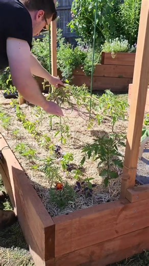 5.3K views · 197 reactions | I thought I'd repost last years video on how I staked my tomatoes using the Florida weave  It's a super easy method to support tomatoes by placing a stake at either end of your row of tomatoes and adding string to support the tomaotes. As they grow you keep adding string higher and higher to support them. I'll be using the same method this year in the middle bed after some great results  | Ash's Backyard Garden | Facebook