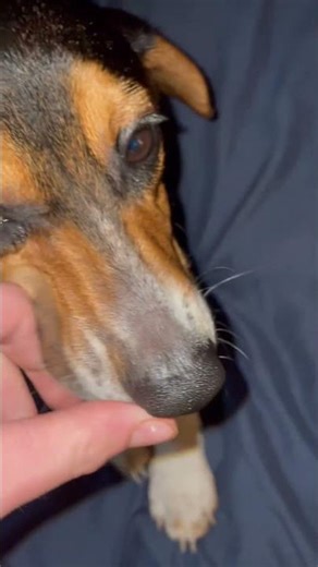 New blood tracking dog!!!! #jesus #beagle #deer