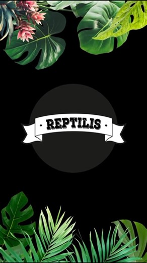 Au menu aujourd’hui pour Henri, notre salvator albinos T : du poisson frais ! 🐟 On avait prévu un long-métrage, mais monsieur a décidé que non… 😅 Résultat : vous n’aurez droit qu’à un mini-épisode express 🎬 #reptilis #reptilisshop #terrario #morelia #reptilisbreedingcenter #pogona #lezard #snake #serpent #python #iguane #reptile #boa #hydrosaure #varan #varanussalvator #water #monitor #watermonitor #watermonitorlizard | Reptilis