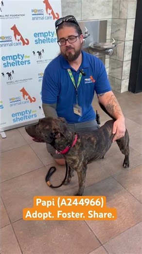 Papi (A244966) Is Waiting — Meet Your Loyal New Best Friend! #BrowardCounty #AnimalCare