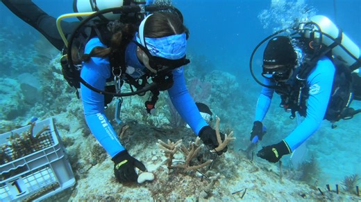 11K views · 213 reactions | Florida Keys coral restoration groups...