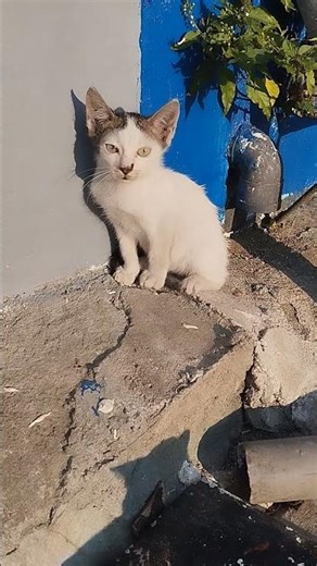 Little kitten early morning sunbathing ♥️🤣#youtubeshorts #cat #yt #cute #fyp #shorts #shortvideo