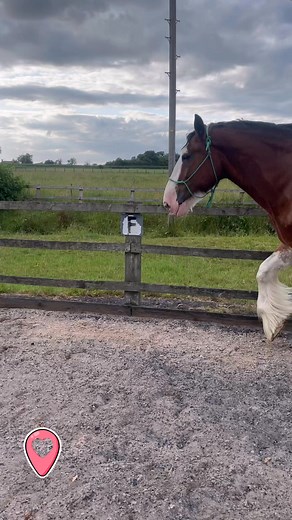 A spot of loose schooling for the lovely Ace ♦️♥️♣️♠️ | Bred to plough, born to wow - Ridden Clydesdales