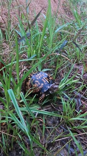 Eastern Box Turtle on the Trail