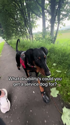 Service Dog Training: Doberman Pinscher Puppy Agility