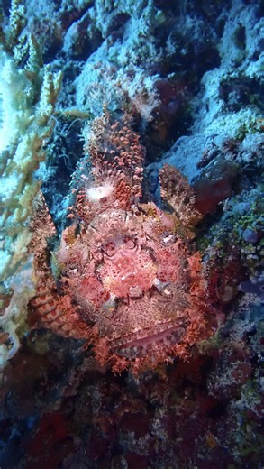 Macro lovers 🤝 #macro #fish #shrimp #crab #scuba