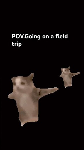 hapi hapi hapi. #cat #funny #meme