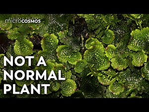 Liverworts Use The Rain To Make Their Clones