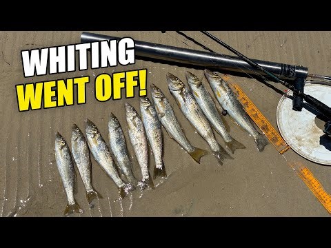 Pumping Bait, Bagging Out on Yellowfin Whiting & Cooking the Catch | Yorke Peninsula Fishing