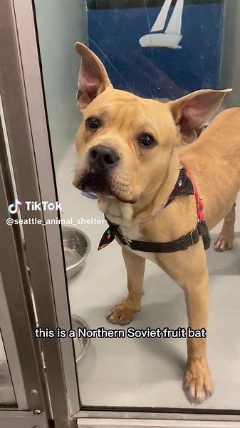 We have 31 dogs in shelter right now!!! Not all of these dogs are available for adoption yet, but many are and ALL of them can go to foster! Help us #empty the #shelter ! #purebred #dog #shelterdog #rescuedog #rescuedismyfavoritebreed #cute #funny #adoption #adoptdontshop #dogsoftiktok #dogsofinstagram #viral #fyp #fypage #fyppppppppppppppppppppppp #capcut