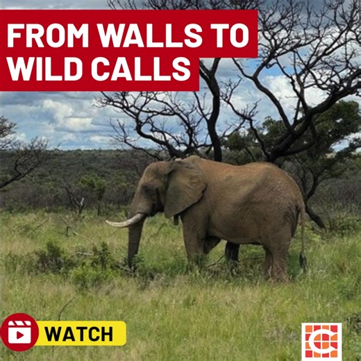 Caxton Network News | Watch: 1 year in the wild – Pretoria Zoo elephant celebrates his new Limpopo life Read more: https://www.citizen.co.za/network-news/lnn/article/watch-1-year-in-the-wild-pretoria-zoo-elephant-celebrates-his-new-limpopo-life/ | Randburg Sun