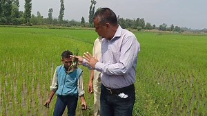 6.5K views · 140 reactions | Rice (Oryza sativa) is being used as a staple food by more than 50% of the world’ s population which makes it highly significant in terms of plant production or food security. | Agriculture Activities | Facebook