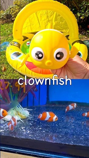 Kids Learn | Sea Animal Names: Clownfish Shrimp Seal Walrus Lobster #HolidaysWithYouTube