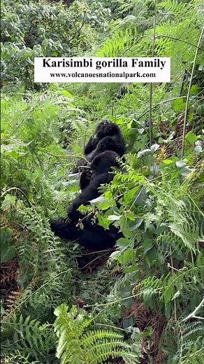 Mountain gorilla trekking-(Karisimbi gorilla family)- Trekking gorillas in volcanoes national park