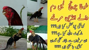 11K views · 177 reactions | Indian parrot beak aseel in Pakistan for more detail watch till end 03215997993 | Friends Fancy Hens | Facebook