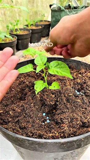 From Tiny Seedling to MASSIVE Chili Harvest! 🌶️🔥 #Gardening #Shorts
