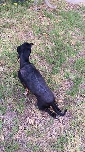 Doxie Tales Rescue, Inc. on Reels