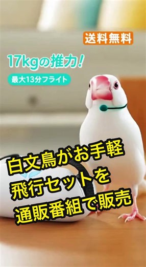 白文鳥の通販番組での飛行セット紹介