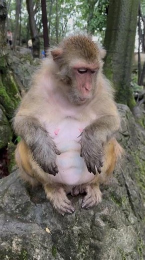 Teasing Monkeys with a Rotten Egg Prank: A Hilarious Adventure