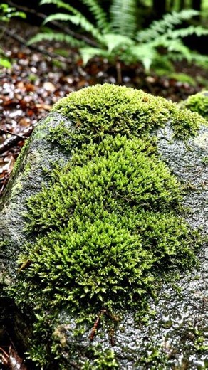 Moss Growing on Rock 🌿 | From Spores to Lush Green Moss | AI Nature Time-Lapse