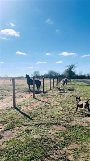 Mini stallion Drako chose absolute CHAOS today 😅 Escaped the hot wire → charged the big stud → full stallion mode 💥 Meanwhile my dogs Ruger & Mila joined the circus… #miniature #horses #loveyou #horsegirl #fyp