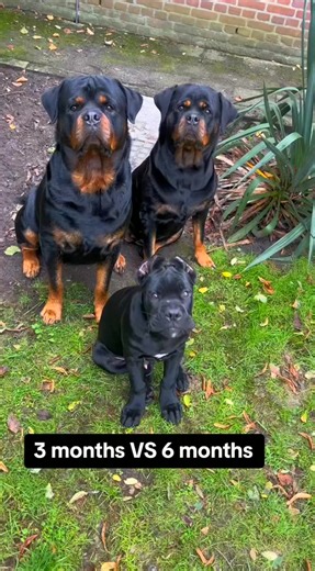 He’s not so small anymore 🥹 #rottweiler #puppy #canecorso #canecorsopuppy | The Gang Rottie