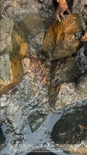 A large number of forest frogs were found under the stones