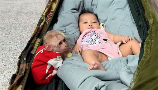 Cutis comforts the baby monkey in the sweetest way