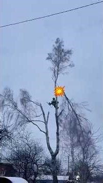 One wrong cut and disaster #shorts #treefelling #safety