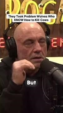 They Took Problem Wolves Who KNOW How to Kill Cows