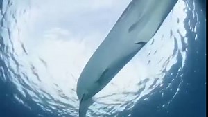 Mesmerizing Whale Shark Swimming Gracefully Through Ocean