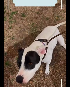 Meet Snowflake! Snowflake is a 4 year old Cattledog blend who joined us recently due to circumstances beyond her control. She's an active girl and is looking for a family who would love to take her on hikes and walks! Snowflake LOVES to eat and loves food! She doesn't like to share her food so she'll do best as your only canine companion. She is a big fan of the game of fetch, F4L’s Lure Course, and knows basic commands. She is very treat motivated and aces treat puzzles. She's living at our ado