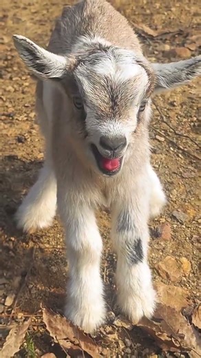 You’ll Melt When You Hear This Baby Goat#cutefarmanimal #cute