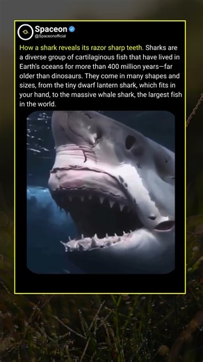How a shark reveals its razor sharp teeth.