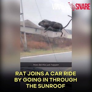 Rat Joins a Car Ride By Going in Through The Sunroof | ViralSnare