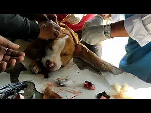 pitbull dog ear cropping the pros and cons of ear ducking| Aggressive dog ear cropping|| pitbull