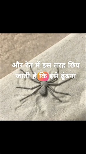“This Spider Has 6 Eyes… And It’s Almost Invisible! 😱🕷️ | Six-Eyed Sand Spider”