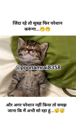 #जिंदा रहे तो सुबह परेशान करेंगे🤣😂🤭 #funny #catvideos #shortvideo
