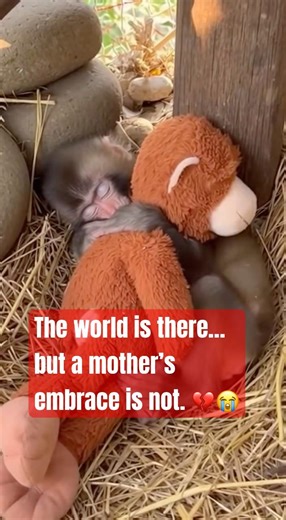 The world is there… but a mother’s embrace is not. 💔😭 #punch #animals #walkforpeace #aloka