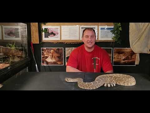 The Beautiful and Deadly Western Diamondback Rattlesnake