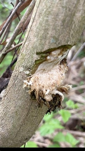 Ancient Power: Felling a Tree with Stone #aloneinthewild