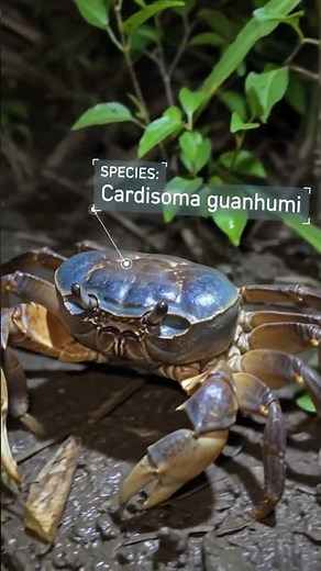the jamaican Blue Land Crab (Cardisoma guanhumi) 🦀 #nature #outdoors #crabs