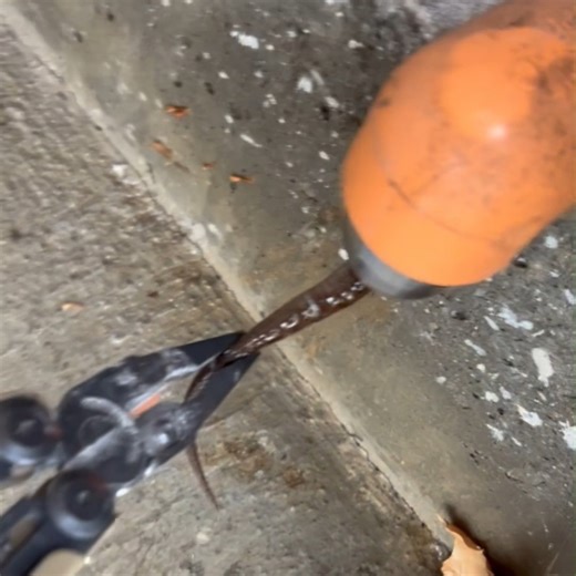RCM Fire Protection | Our techs found an unexpected water flow obstruction in a test and drain during an annual fire sprinkler inspection. 🦎 Yet another reason... | Instagram