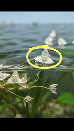 Pollination in Vallisneria 🌊 | NEET Biology in 60 sec!