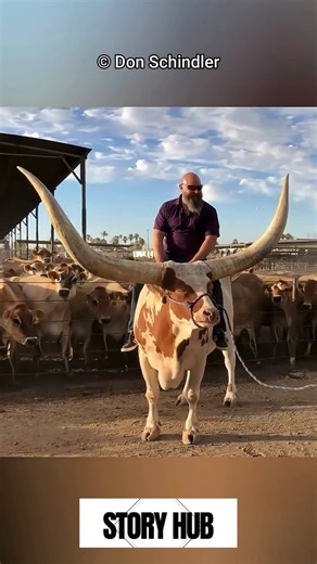 18 reactions | Ankole Watusi - The Giant Horned Cattle Copyright...